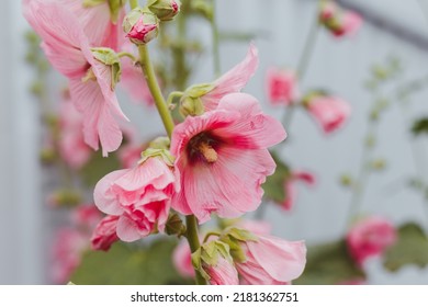 Pink Gladiolus, Garden With Sword Lily