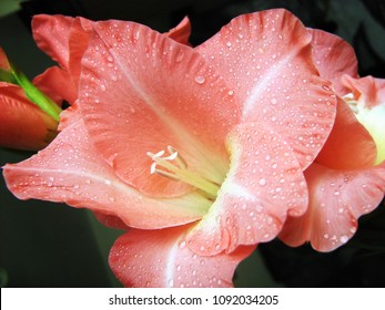 Pink Gladiolus hybridus flower macro with dew drops - Sword Lily