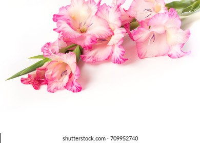 White Background Pink Blossom Natural Background Stock Photo (Edit Now