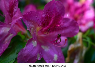 Pink Glenn Dale Azaleas