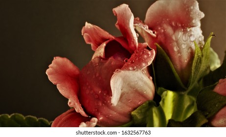 Violet Gloxinia Hd Stock Images Shutterstock