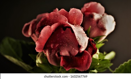 Violet Gloxinia Hd Stock Images Shutterstock