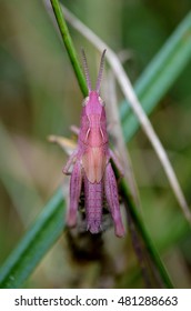 Pink Grasshopper