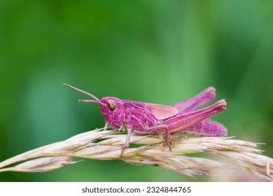 Grasshopper rosado encaramado en un tallo de hierba cerrado