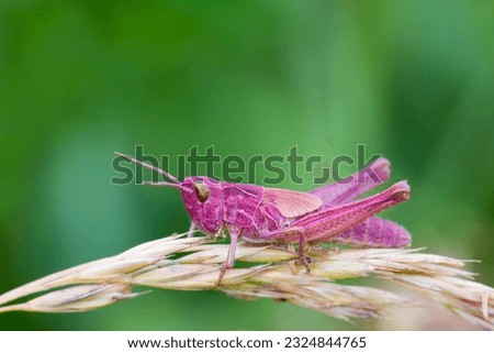 Pink Grasshopper perched on a grass stem closeup