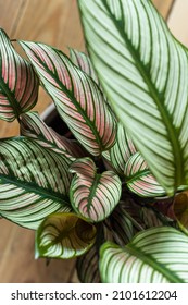 Pink Green Leaves Of Calathea Majestica Whitestar On A Wooden Floor. Natural Composition With Exotic Leaves. Classic Botanical Background, Close-up.