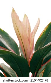 Pink and green multicolor leaves of Ti plant or Cordyline tropical foliage plant nature leaves pattern on white background.