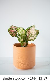 Pink And Green Polkadot House Plant