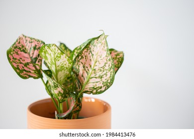 Pink And Green Polkadot House Plant