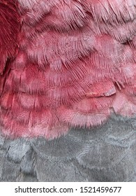 Pink And Grey Feathers Of Galah Bird