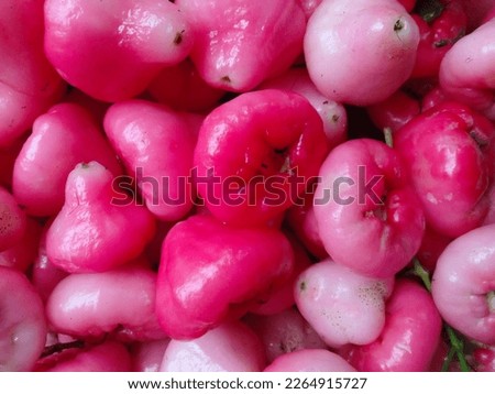 pink guava. fresh pink water apple or java apple plant background. 