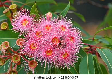 Pink Gum Blossom On An Australian Eucalypt Tree