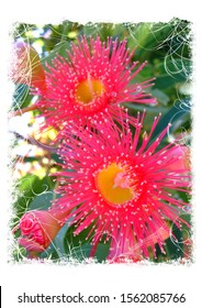 Pink Gum Nut Flower With Pink Stamens