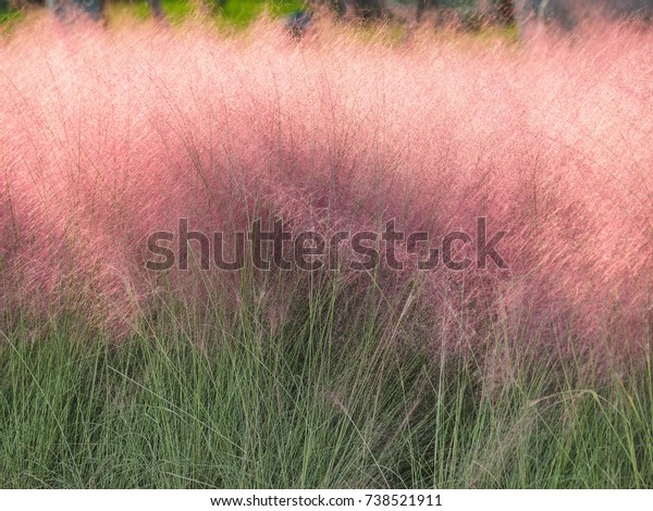 ピンクヒラウン ムレンベルジア キャピラリス 細長い葉を持つ多年生の房状の観賞用草 細長い円錐花序の上に枝状に広がる枝を持つ小さな赤からピンクの花 の写真素材 今すぐ編集