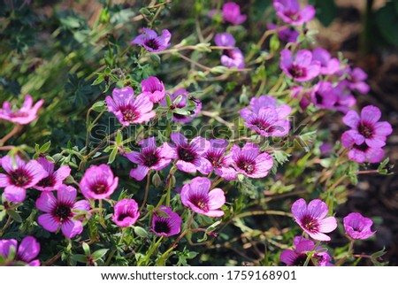 Pink hardy Geranium cinereum 'Jolly Jewels Night' in flower