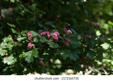 Pink Hawthorn Bush In Bloom