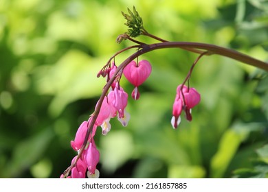 The Pink Heart On A Bleeding Heart Plant