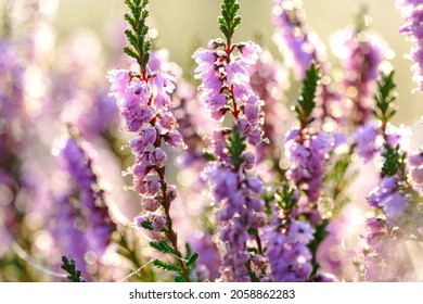 Pink heather in bloom, blooming heater landscape in the National park: Aekingerzand, Netherlands. Holland