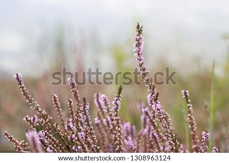 Similar – Image, Stock Photo pink flowers of calluna vulgaris in a field at sunset