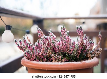 Pink Heather Flower Growing In Terracotta Color Garden Pot, Outdoors On Terrace In Winter, Covered With White Frost.