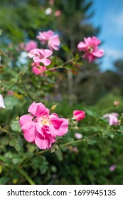 Pink Heirloom Rose Flower With A Bee On It