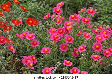Pink Helianthemum rock rose 'Ben Ledi' in flower - Shutterstock ID 2165142497