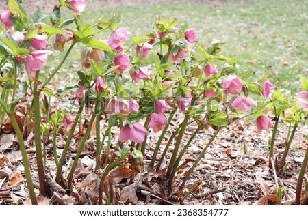 Pink Hellebore blossoms in outdorrs