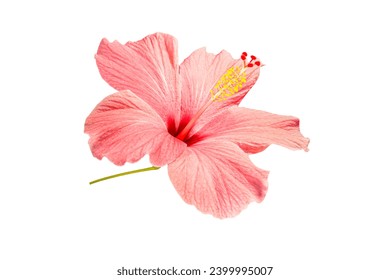 Pink Hibiscus Blooming Flower on A Transparent Background. Blooming Chinese Rose Plant on a White Background - Powered by Shutterstock