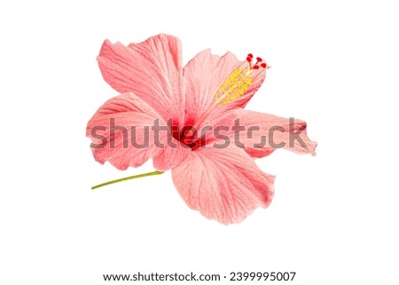 Pink Hibiscus Blooming Flower on A Transparent Background. Blooming Chinese Rose Plant on a White Background