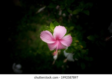 Pink hibiscus blossom in the park