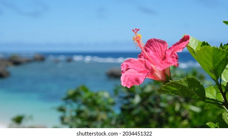 沖縄 ハイビスカス の写真素材 画像 写真 Shutterstock