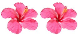 Isolated​ Pink Hibiscus Flower On​ White​ Background.​  