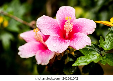 Pink Hibiscus Flower