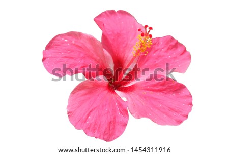 isolated​ pink Hibiscus flower on​ white​ background.​  