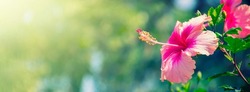 Pink Hibiscus Flower Blooming On Green Nature Background
