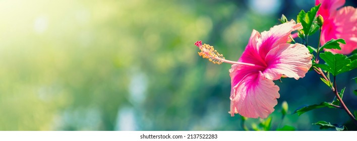 Pink hibiscus flower blooming on green nature background - Shutterstock ID 2137522283