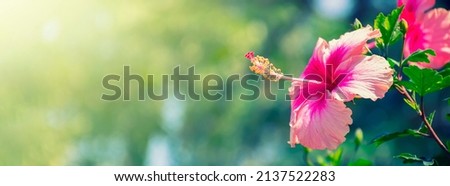 Pink hibiscus flower blooming on green nature background