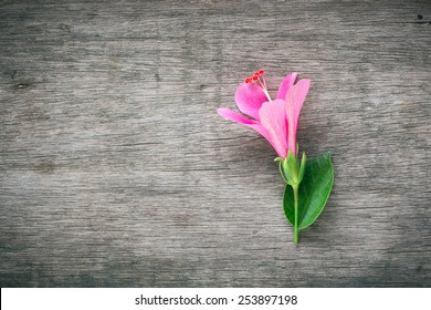 Pink hibiscus flower blossom and rustic wood texture