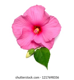 Pink Hibiscus Flower With Bud And Leaf Isolated On White Background. Flat Lay, Top View