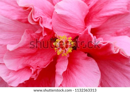 Pink hibiscus flower, full bloom, close up. Hibiscus red blossom macro closeup