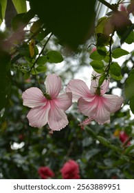 Flor hibisco rosa HD