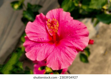 Pink Hibiscus Flower with Isolated Leaves on Blurred Vegetation Background