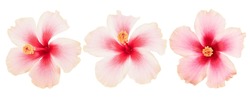 Pink Hibiscus Flower Isolated On White With Clipping Path.
