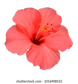 Pink Hibiscus Flower Isolated On A White Background. Flat Lay, Top View.