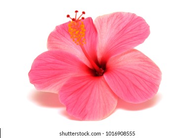 Pink Hibiscus Flower Isolated On A White Background. Flat Lay, Top View.