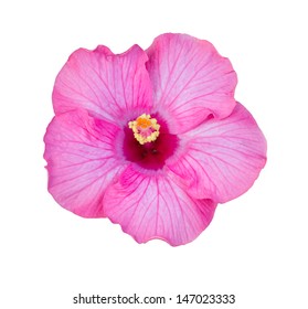 Pink Hibiscus Flower Isolated On White Stock Photo 147023333 