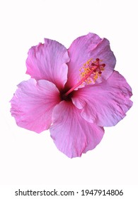 Pink Hibiscus flower isolated on a white background