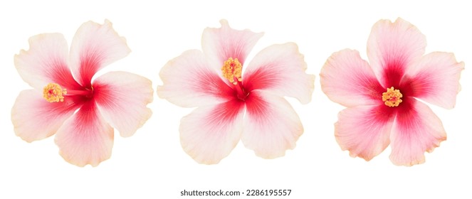 Pink hibiscus flower isolated on white with clipping path.