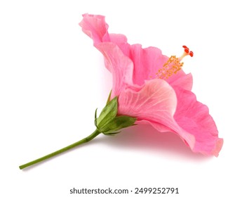 Pink hibiscus flower  isolated on white background - Powered by Shutterstock