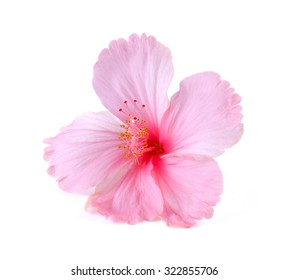 Pink Hibiscus Isolated Stock Photo 1718995096 | Shutterstock